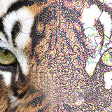 Brother BE EmbroideryStudio